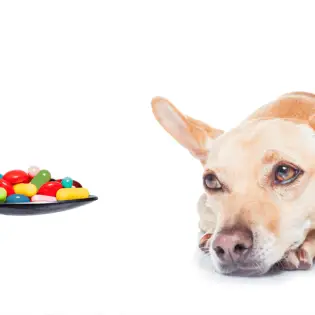 Can Dogs Take Ibuprofen?