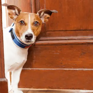 Best Dog Gates for Indoor Dogs