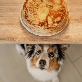 Dog Nutrition - Pancakes & Dogs