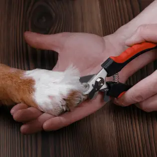 Dog Nail Clippers You Must Have in 2023