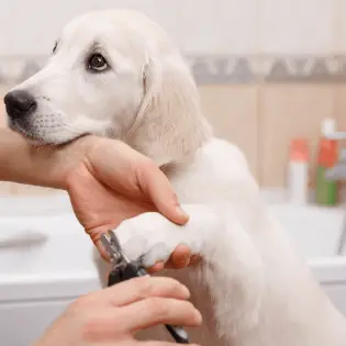 How To Trim Dog Nails