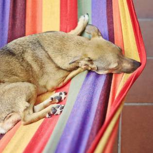 Best Dog Hammocks [2023 review]