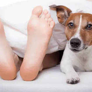 Why do Dogs Lick Feet