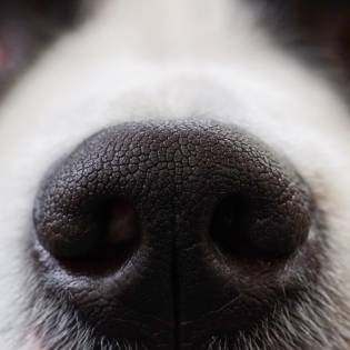 What Does a Dog Runny Nose Mean?