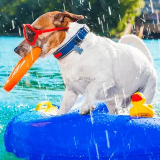 Best Dog Pool Floats for Summer