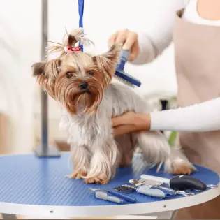 Best Dog Grooming Tables