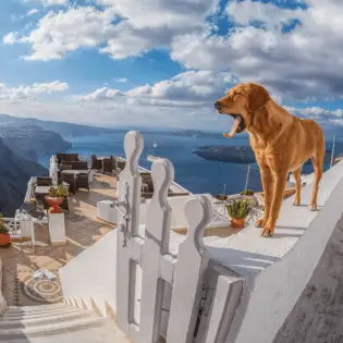 Pet-friendly Hotels