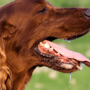 Dog Panting - All You Need To Know