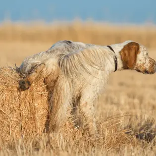 Dog Peeing Blood - What Does It Mean?