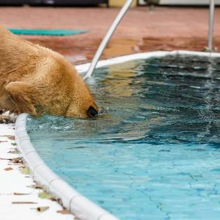 Best Dog Pools for 2023