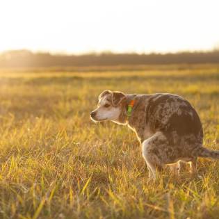 How to Make a Dog Poop Quickly?