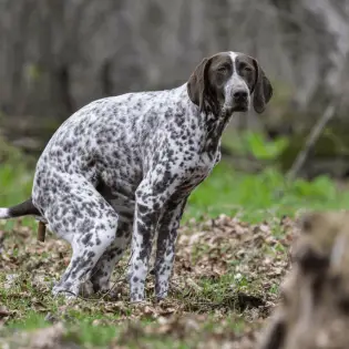 Dog Laxatives - An Easy Way to Deal With Constipation