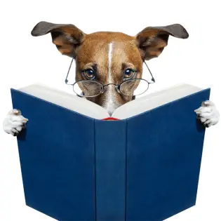 Best Dog Training Books for New Dog Owners