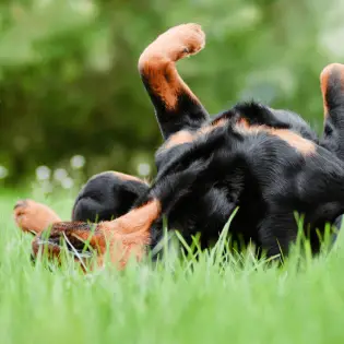 Why Do Dogs Roll in Grass?