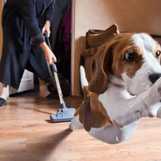 Top 3 Best Carpet Cleaners for Dog Owners