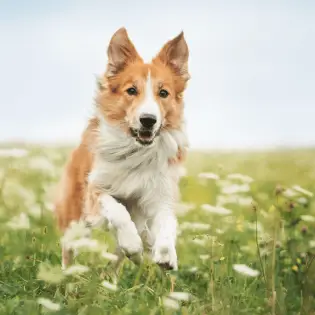 Is Claritin Safe For Dogs?