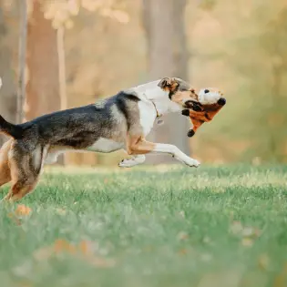 Best Wireless Dog Fence