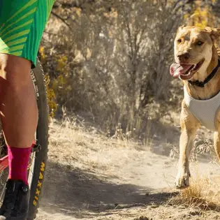 Best Dog Cooling Vests for Summer of 2023