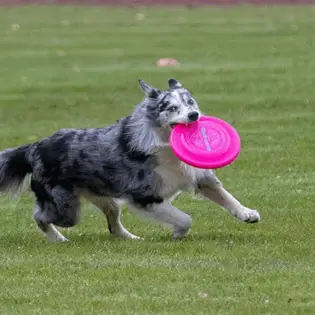 Dog Frisbee - What You Should Know Before Purchase