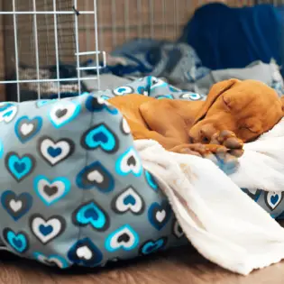 3 Best Large Dog Crate For You To Choose