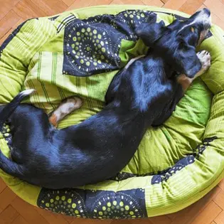 Best Dog Beds in 2023