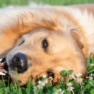 Here is How To Keep Your Dog Healthy and Happy