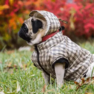 Best Dog Snowsuit for This Winter