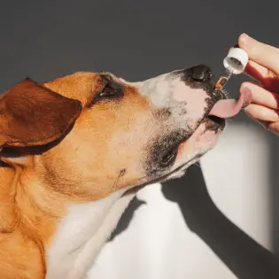 Are Essential Oils Bad for Dogs?