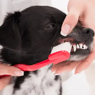 Dog Teeth Cleaning - How to Keep Your Dog's Teeth Clean?