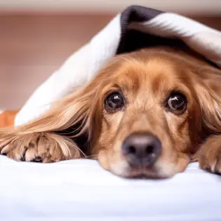 Should You Use Salmon Oil For Dogs?