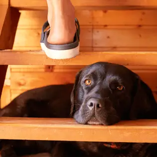 Dog Stairs for Bed - Buyers Guide for 2023