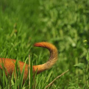 Why Do Dogs Wag Their Tails