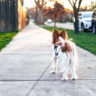 Ways to Check if It’s Too Hot to Walk Your Dog