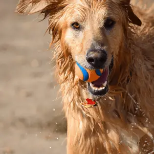 Why Do Dogs Love Squeaky Toys so Much