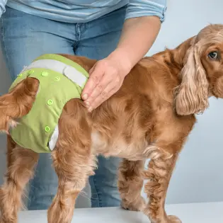 How to Choose the Best Dog Diaper?