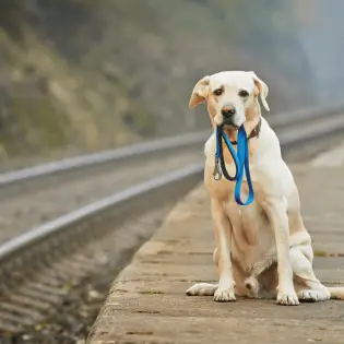 What Do You Do if an Off-leash Dog Approaches You While You are Walking a Dog?