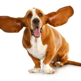 Are Homemade Ear Cleaners Safe for Dogs?