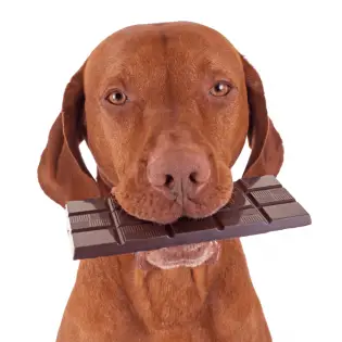 What to Do if Your Dog Eats Chocolate?