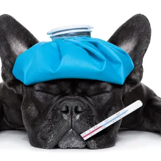 Dog Flu - Symptoms, Treatment & Prevention