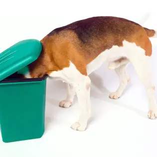 Pica in Dogs - Why Does my Dog Eat Everything They See?