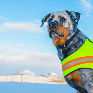 Best Dog Hunting Vests [2023 Review]