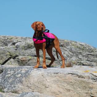 Should You Use Dog Life Jacket?