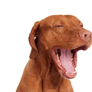 Dog Bad Breath: What To Do?