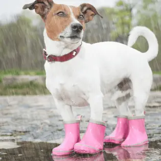 Best Dog Boots in 2023