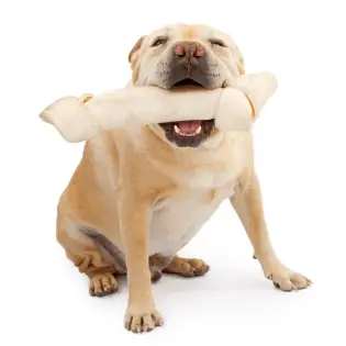 Rawhide for Dogs - Is It a Good Idea