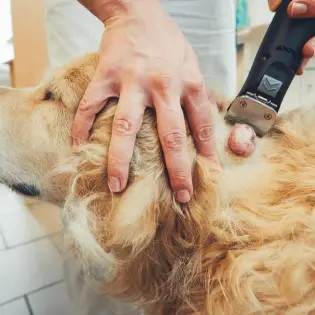 Dog Skin Cancer - How Dangerous It Is?