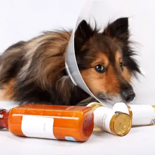 Clavamox for Dogs - Dosage & Side Effects