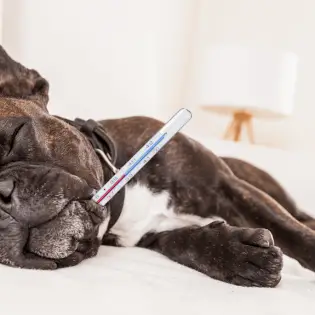 Best Thermometers for Your Dog