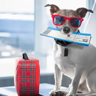 American Airlines Pet Policy