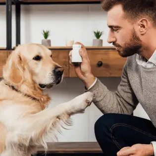 Vitamins for Dogs - When Are They Necessary?